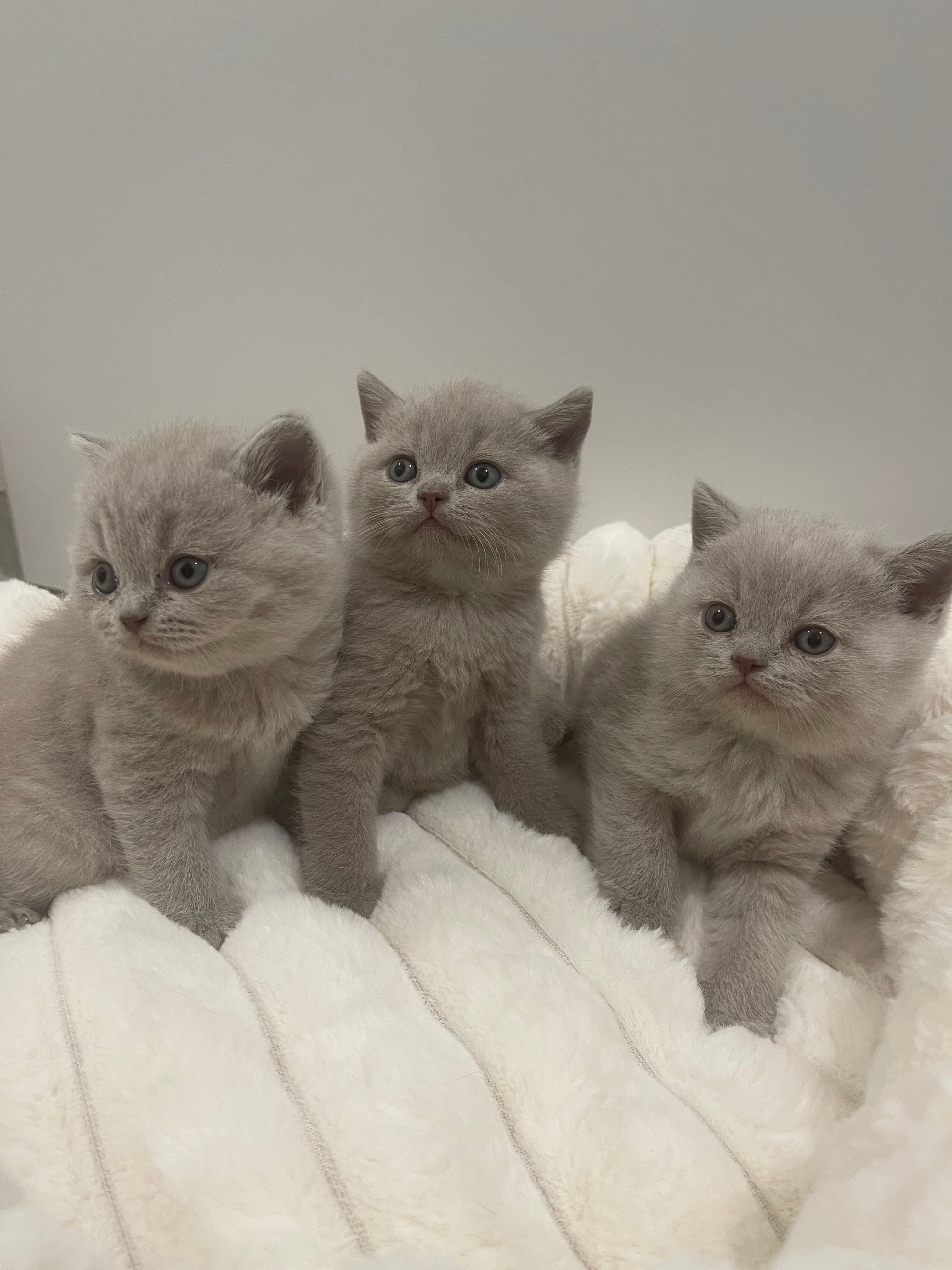 Reinrassige BKH kitten / britisch kurzhaar