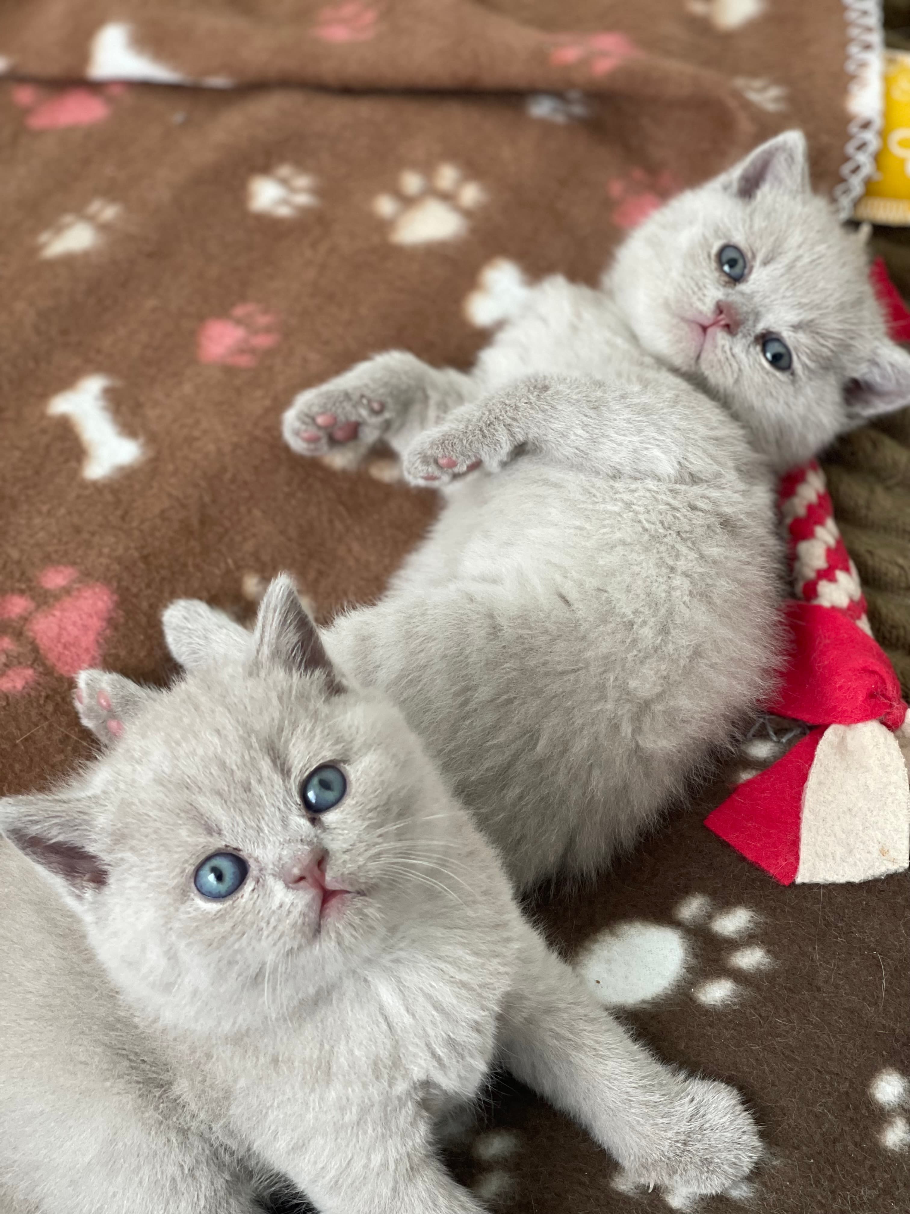 Reinrassige BKH kitten / britisch kurzhaar