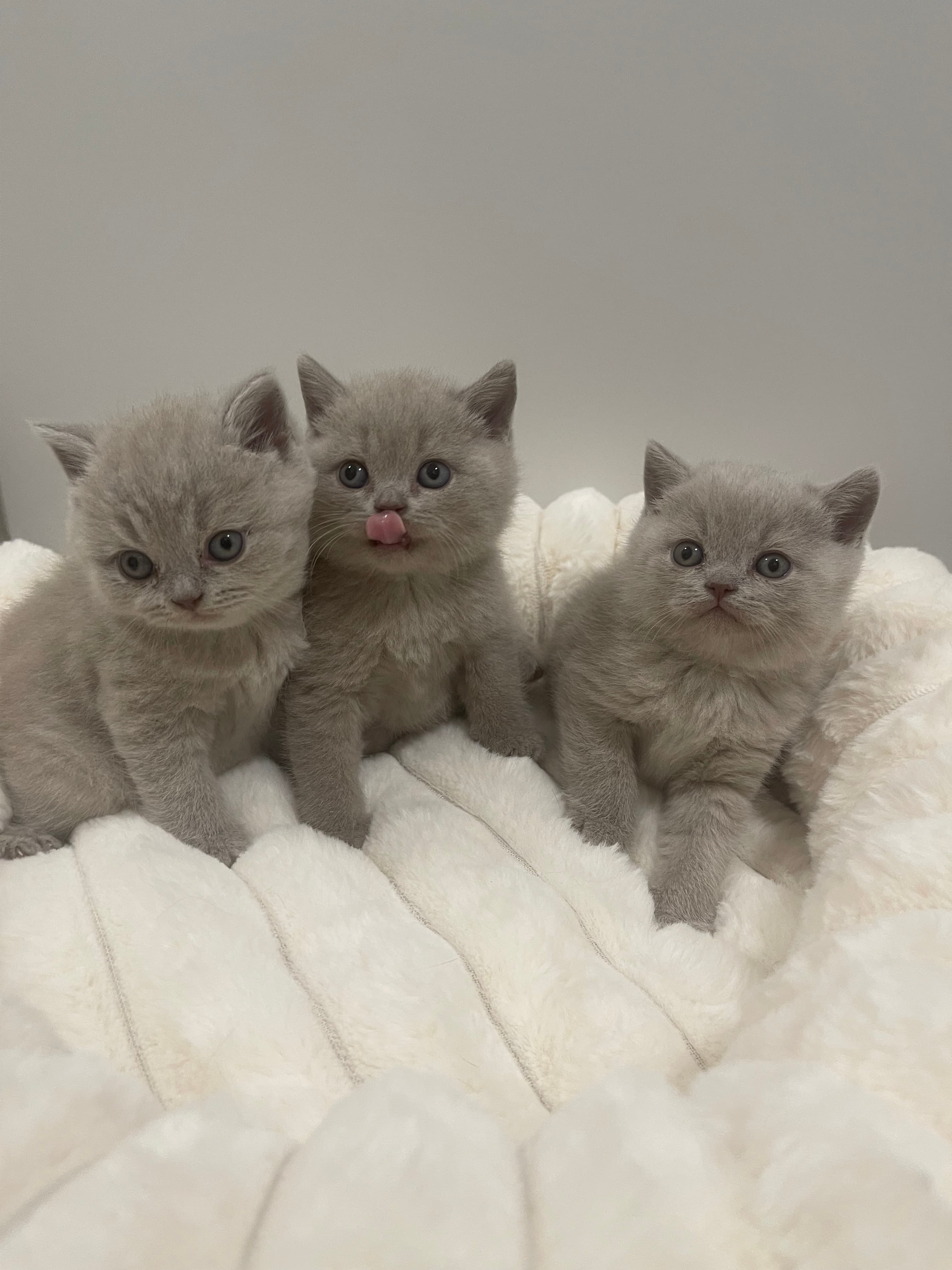 Reinrassige BKH kitten / britisch kurzhaar