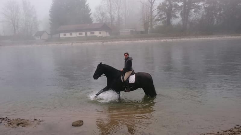 Suche Mitreiterin in Mettmenstetten