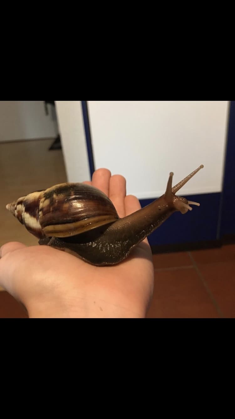 Junge Achatina Fulicas