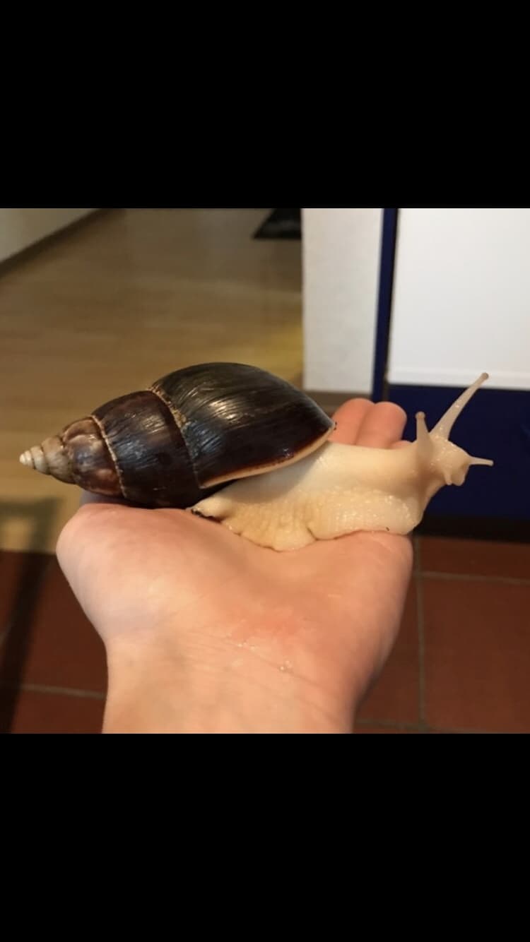 Junge Achatina Fulicas