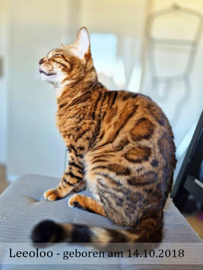 2 Erwachsene Bengal Mädchen (6j & 3j)