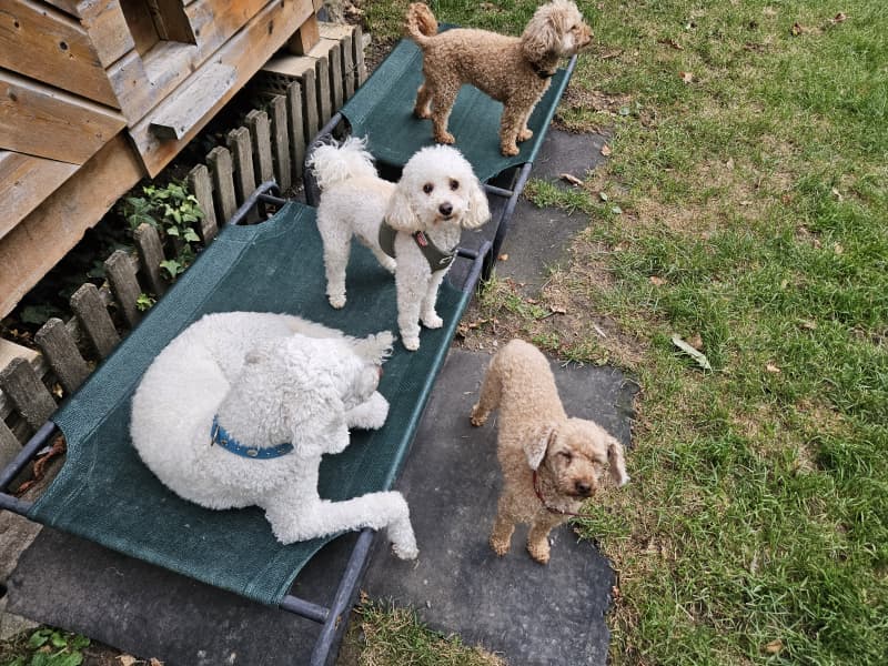 Hundebetreuung/Dogsitting