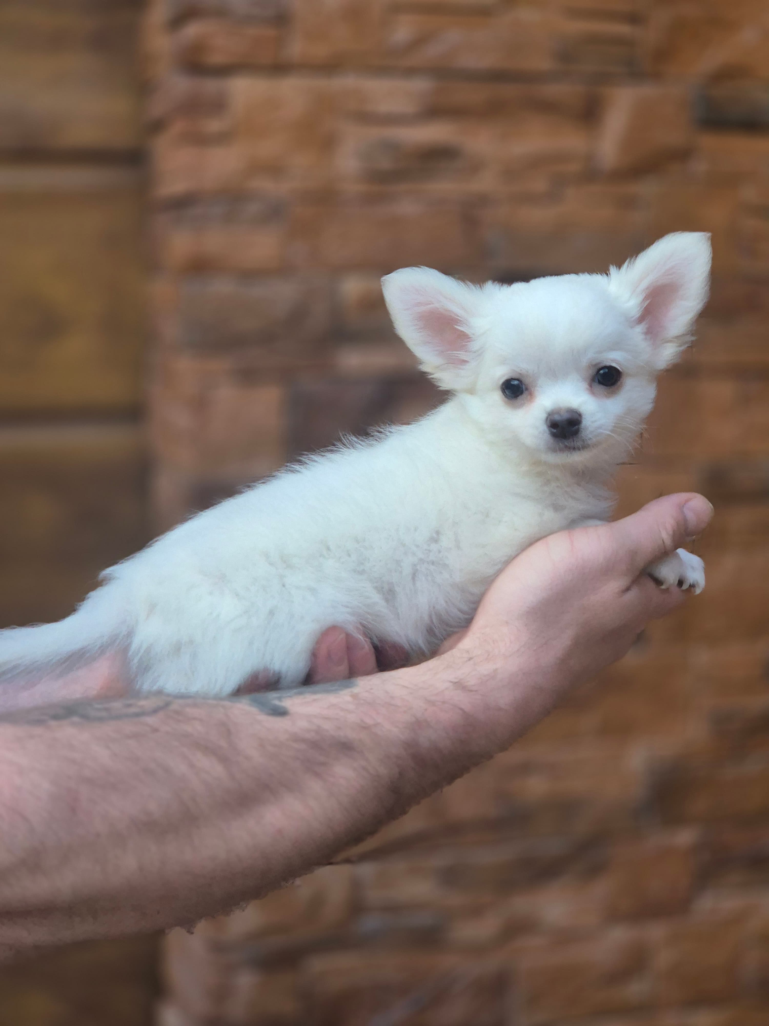 Chihuahua zwei welpen
