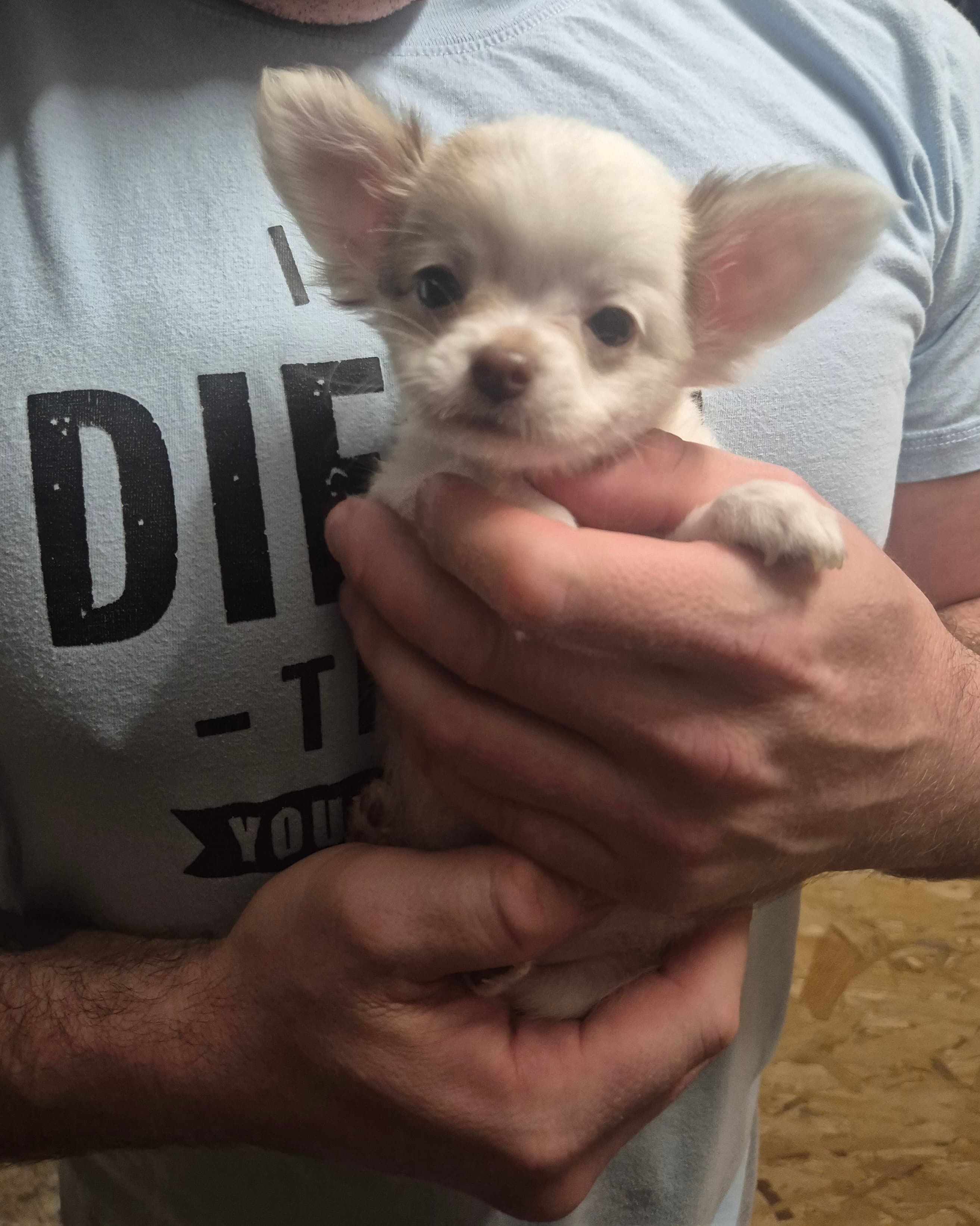 Chihuahua zwei welpen