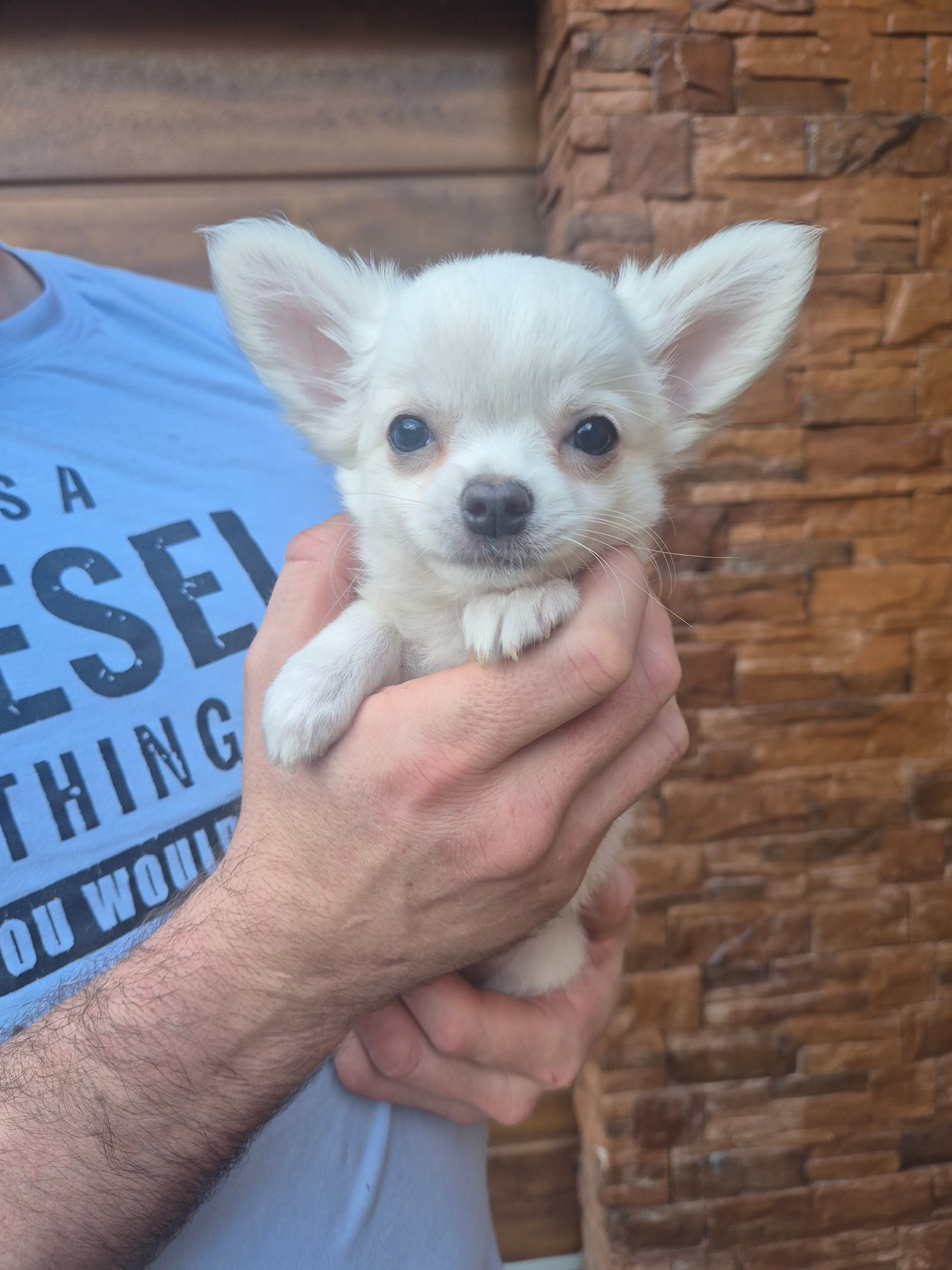 Chihuahua zwei welpen