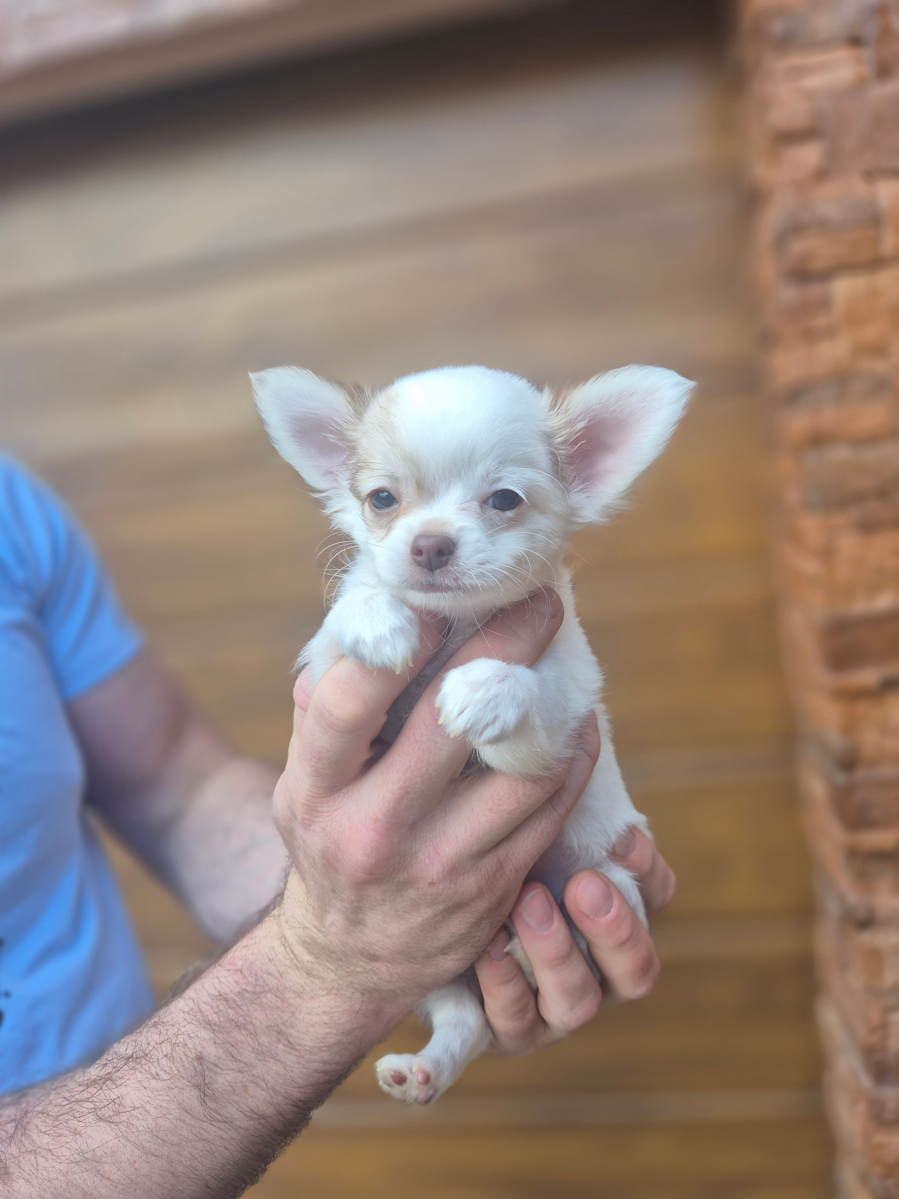 Chihuahua zwei welpen