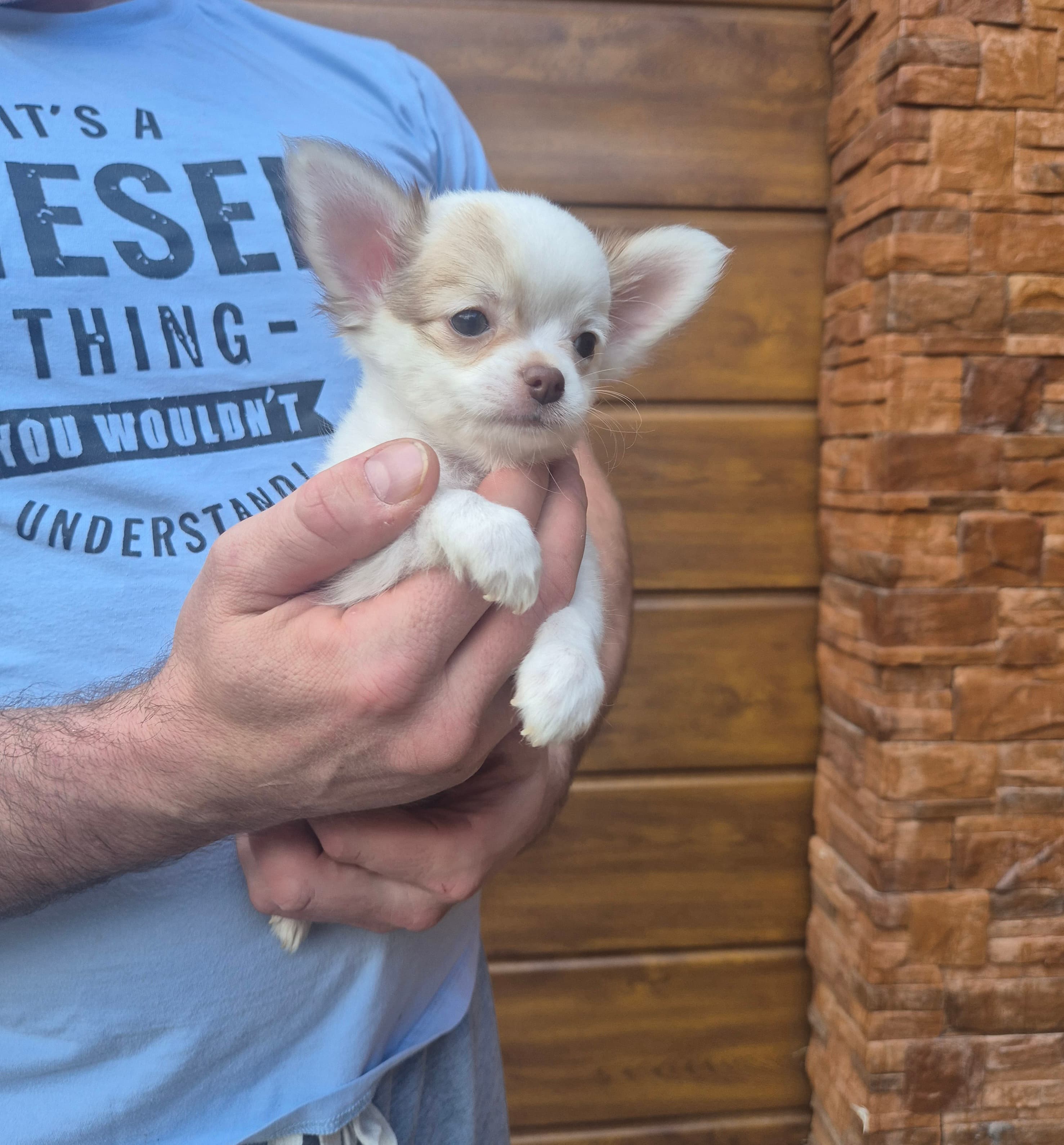 Chihuahua zwei welpen