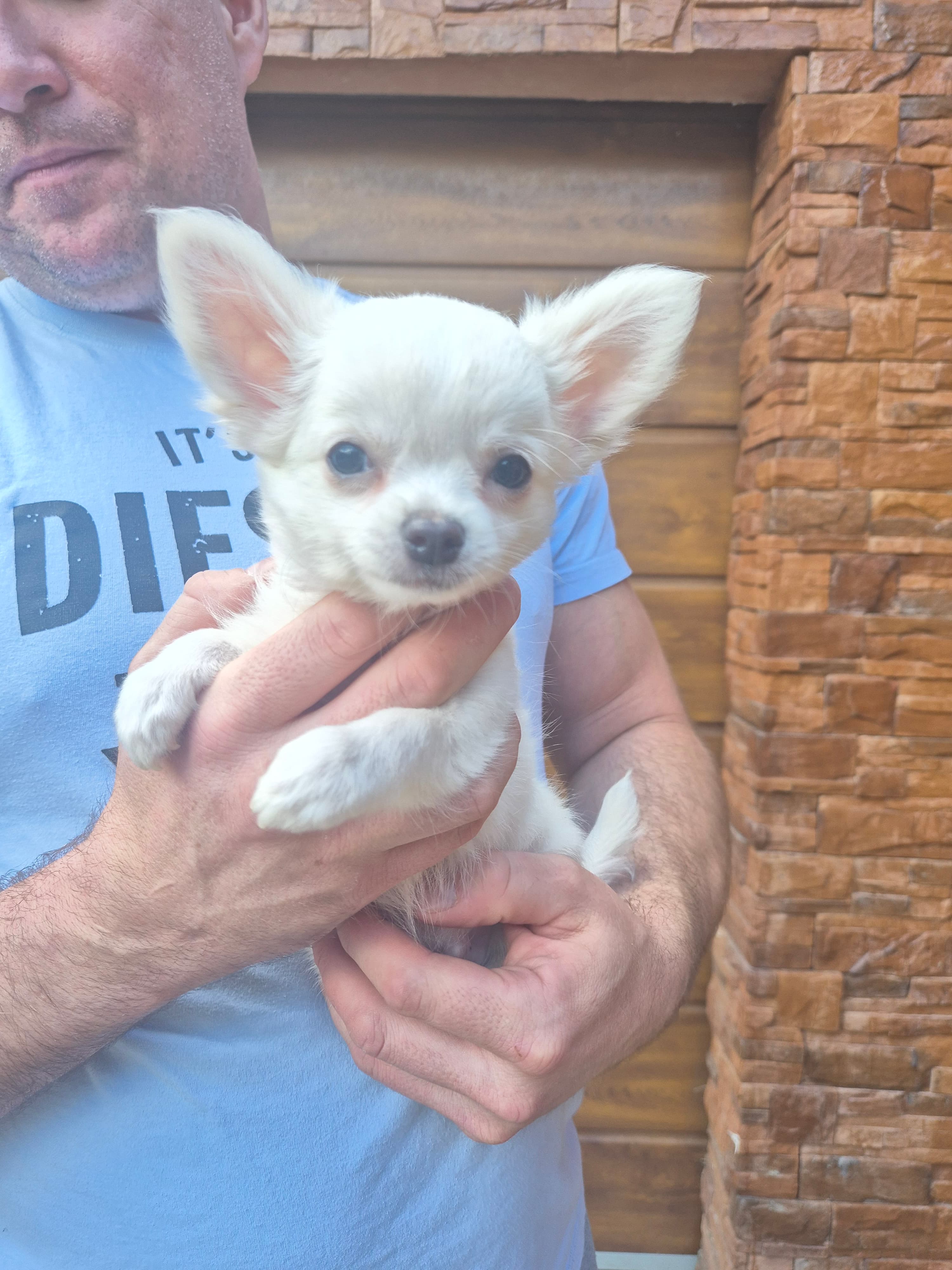 Chihuahua zwei welpen
