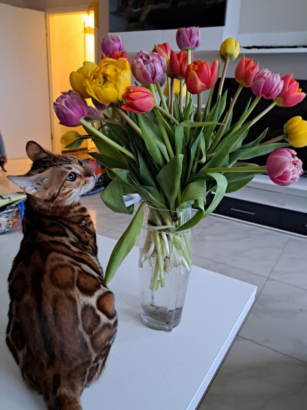 Bengal Katzen 2-5 Jahre alt wegen Zuchtaufgabe in gute Hände