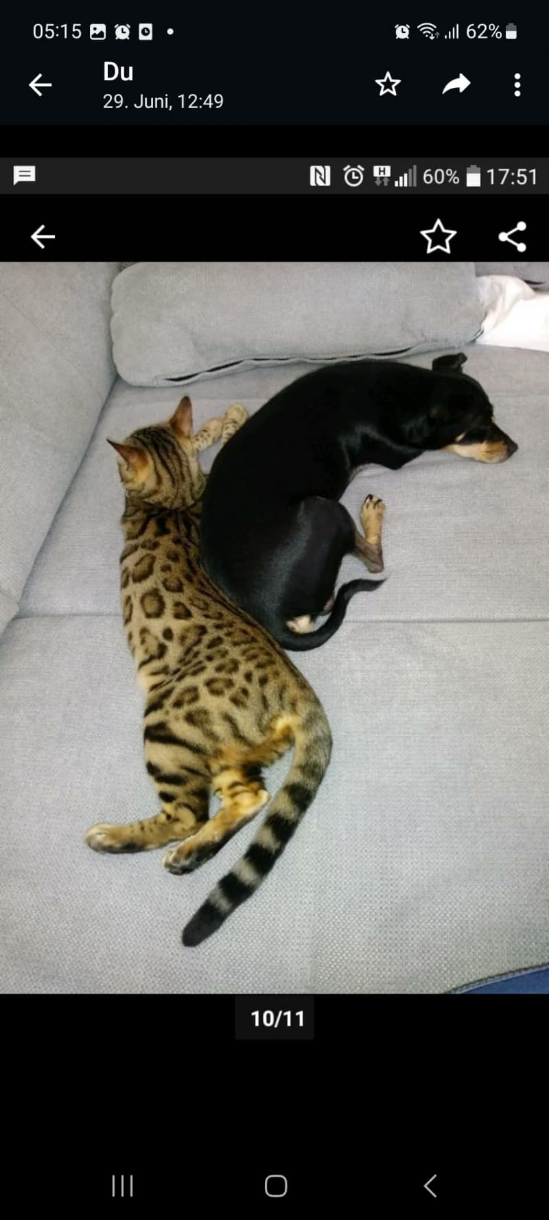Bengal Katzen 2-5 Jahre alt wegen Zuchtaufgabe in gute Hände