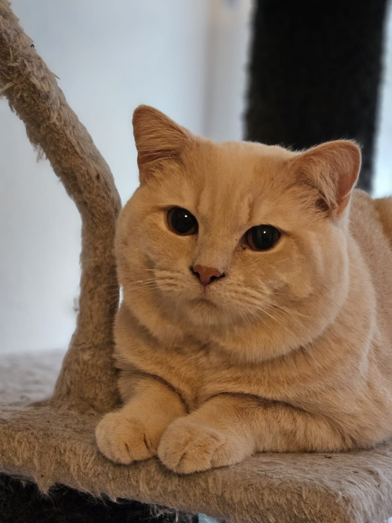 BKH-Deckkater Simba, creme mit kupferfarbenen Augen