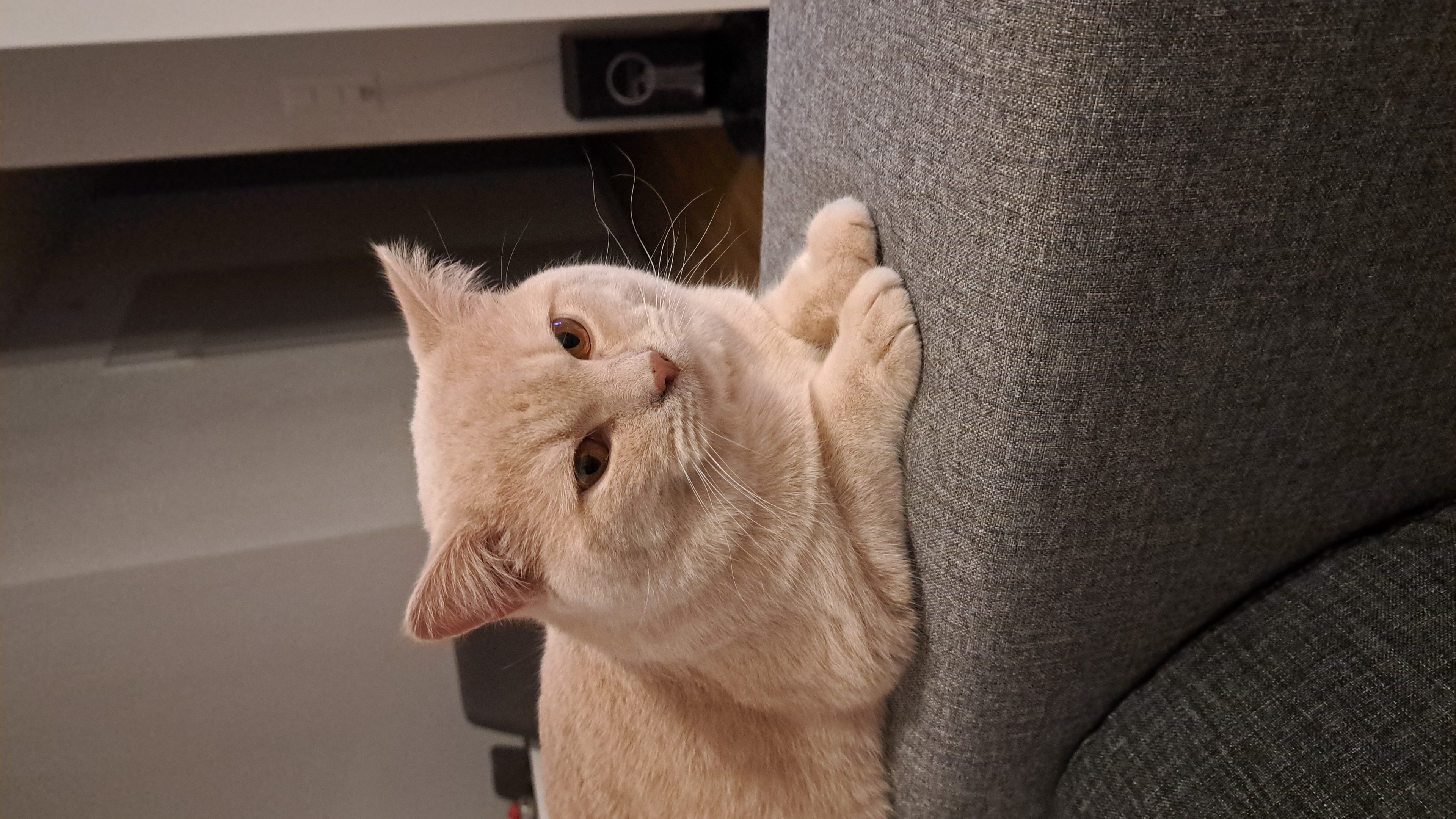 BKH-Deckkater Simba, creme mit kupferfarbenen Augen