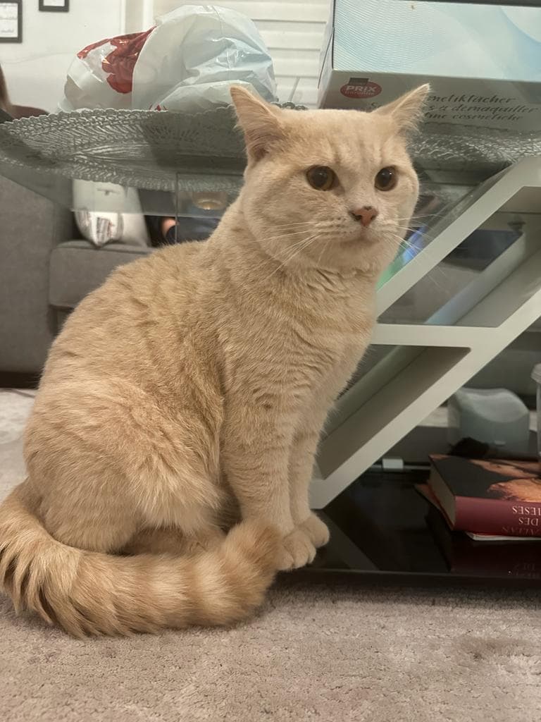 BKH-Deckkater Simba, creme mit kupferfarbenen Augen