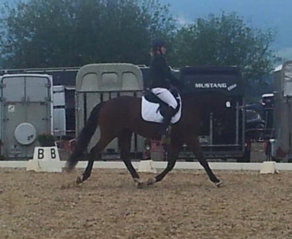 Wallach, CH-Warmblut, 17.6.2011 Braun, 165 cm (AQUILINO x DREAM