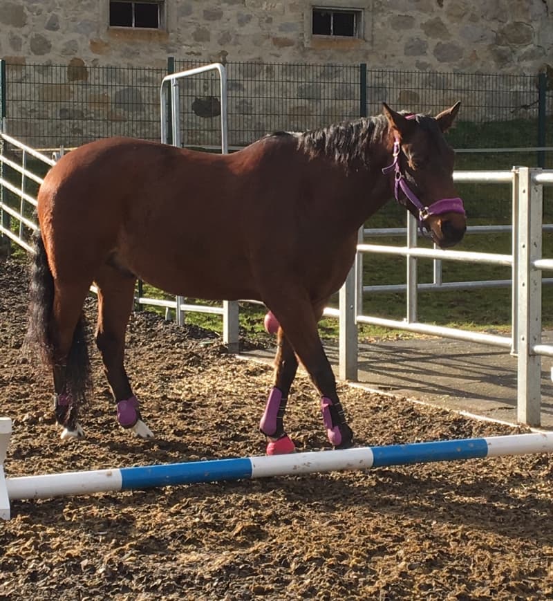 Wallach, CH-Warmblut, 17.6.2011 Braun, 165 cm (AQUILINO x DREAM
