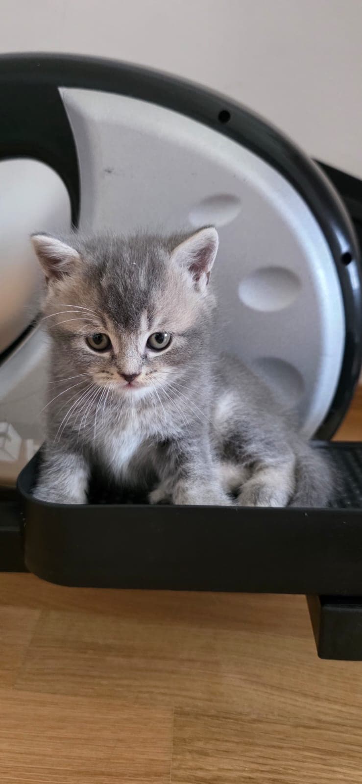 British Shorthair zu verkaufen