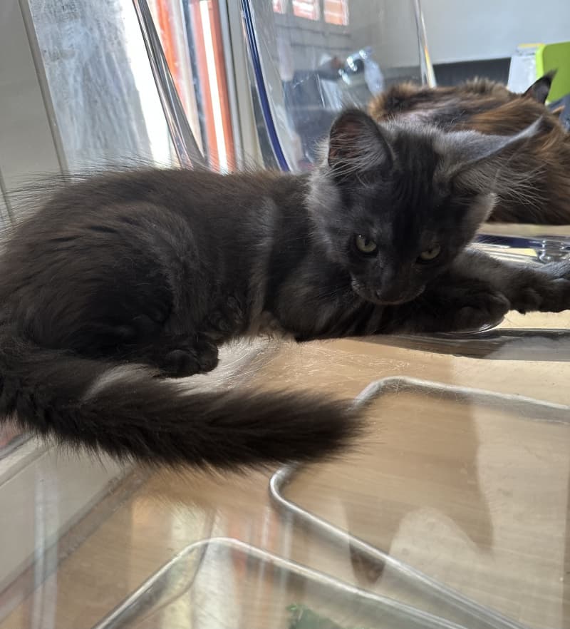 Maine Coon Kitten mit Stammbaum