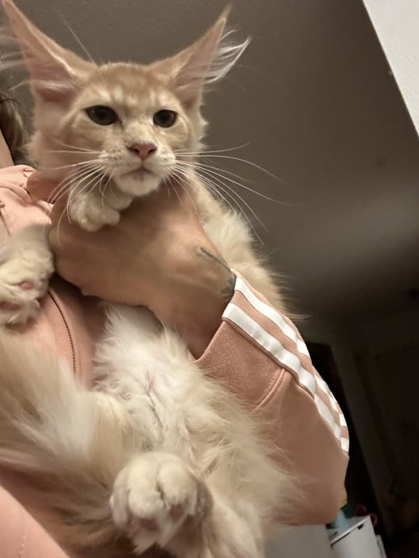 Maine Coon Kitten mit Stammbaum