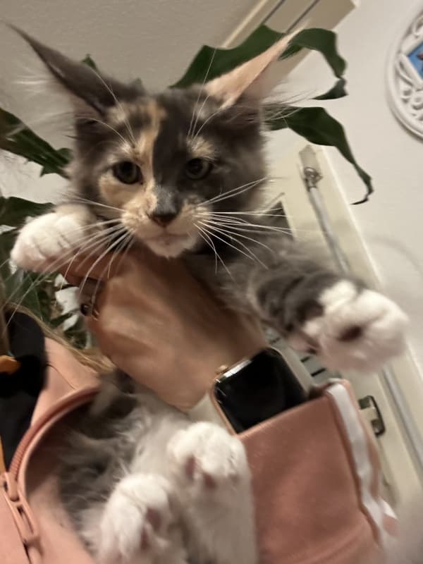 Maine Coon Kitten mit Stammbaum