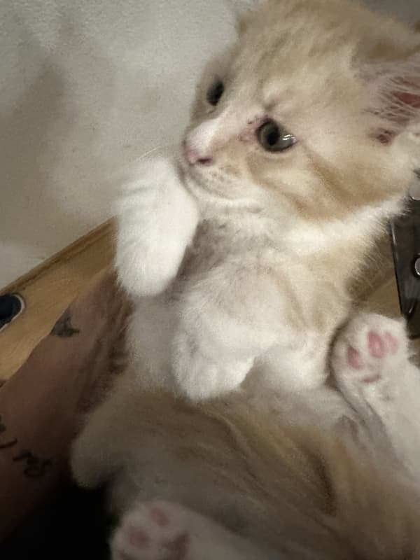 Maine Coon Kitten mit Stammbaum