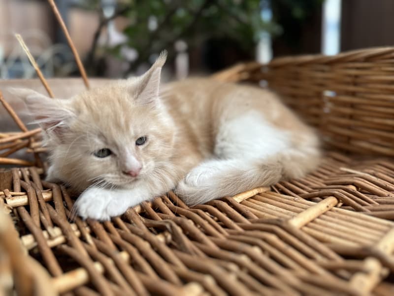 Maine Coon Kitten mit Stammbaum