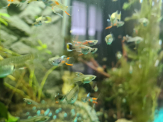 Endler Guppys 