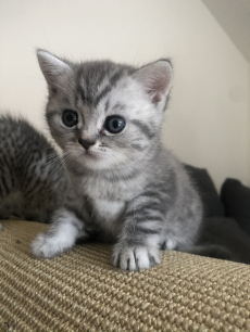 verschmustes BKH Katerchen sucht neues zu Hause