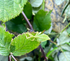 Wandelnde Blätter Ph. Giganteum/ Ph. Phillippinicum