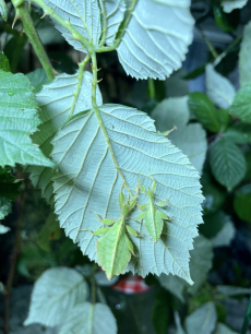 Wandelnde Blätter Ph. Giganteum/ Ph. Phillippinicum