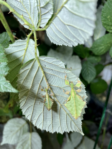 Wandelnde Blätter Ph. Giganteum/ Ph. Phillippinicum