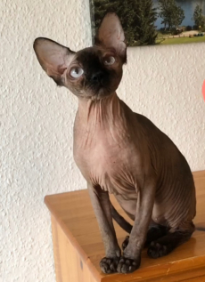 SUCHE 2 junge Sphynx Kater schwarz/grau