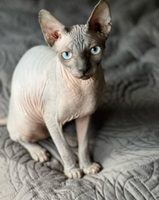 SUCHE 2 junge Sphynx Kater schwarz/grau