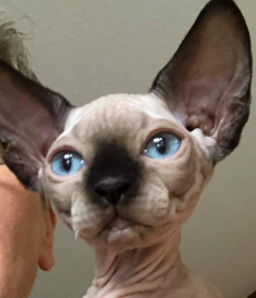 SUCHE 2 junge Sphynx Kater schwarz/grau