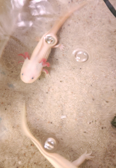 Axolotl m/w copper/leucist/wild 19-27cm