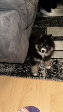 Pomsky (Pomerian) Welpe