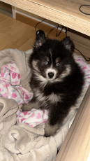 Pomsky (Pomerian) Welpe