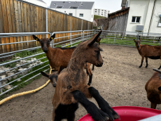 Gemsfarbige Gebirgsziegen mit Gitzi(s) mit Papieren