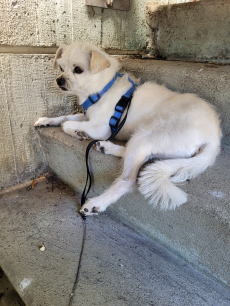 Unterstützung Hundesitting