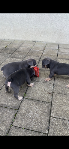 Französische Bulldogge