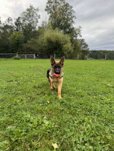 Deutscher Schäferhund mit SKG/SC Ahnentafel