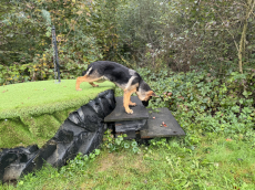 Deutscher Schäferhund mit SKG/SC Ahnentafel