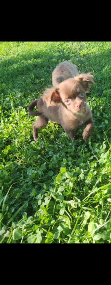 Chihuahua Welpen langhaar