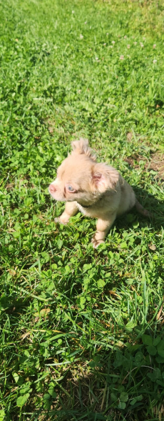 Chihuahua Welpen langhaar