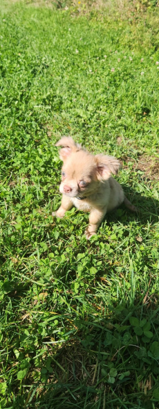 Chihuahua Welpen langhaar