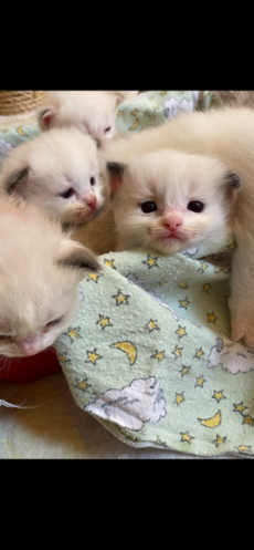 Ragdoll Kitten