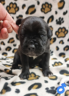 Sehr schöne Cane Corso Welpen suchen ein Zuhause