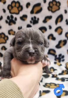 Sehr schöne Cane Corso Welpen suchen ein Zuhause