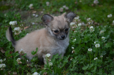 Chihuahua Welpen